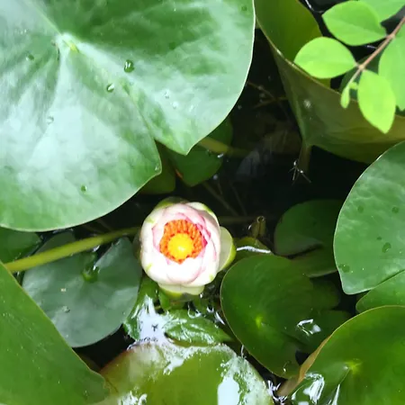 Manoir De Manapany Panzió