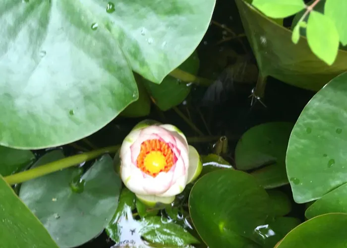 Manoir De Manapany Bed & Breakfast