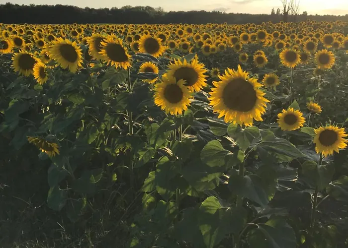 Bed & Breakfast Manoir De Manapany 3*